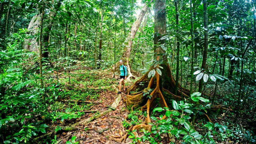 Alofi Hike Forest (2) CREDIT WallisandFutunaPocketGuide.com