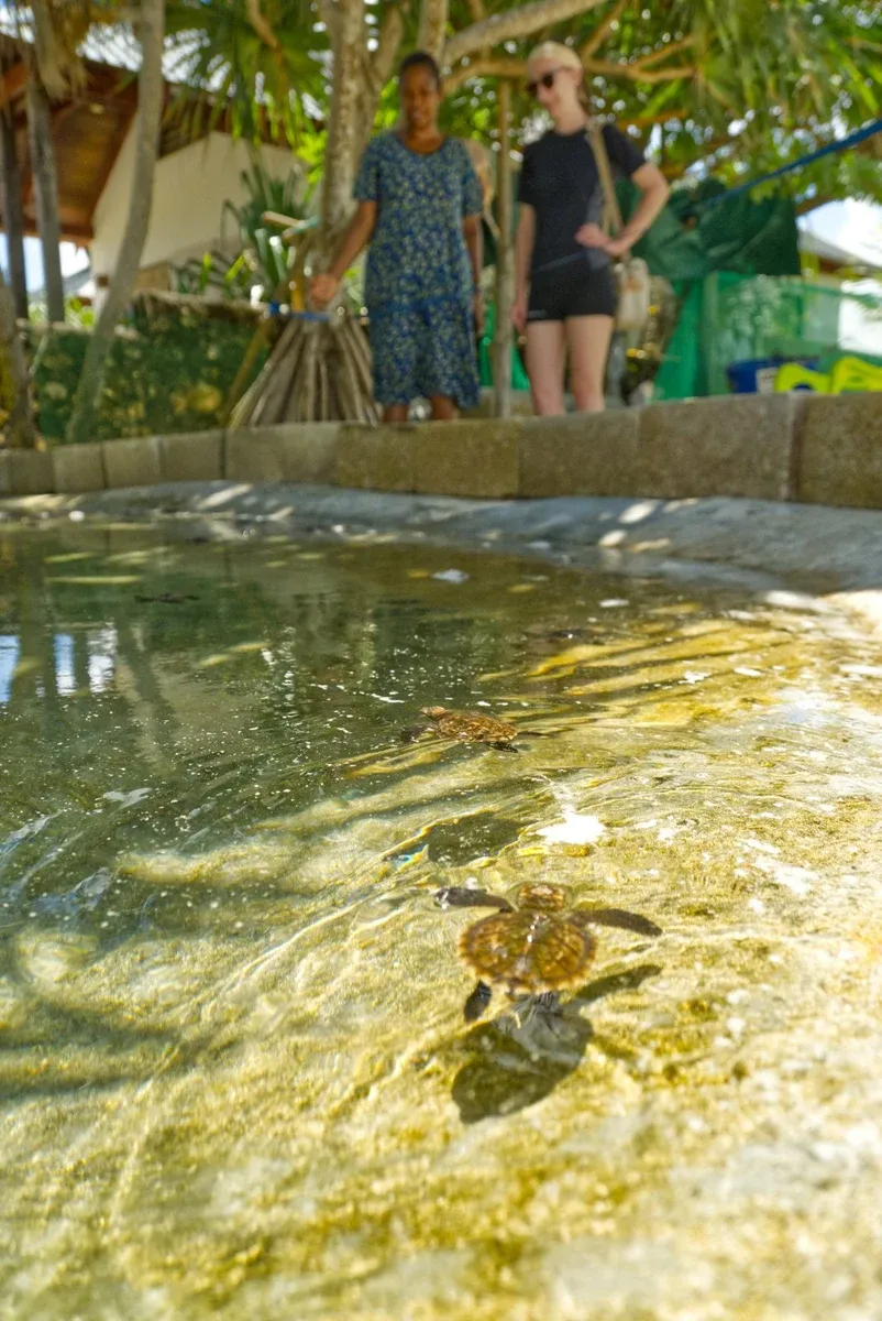 Avi Bay Turtle CREDIT VanuatuPocketGuide.com