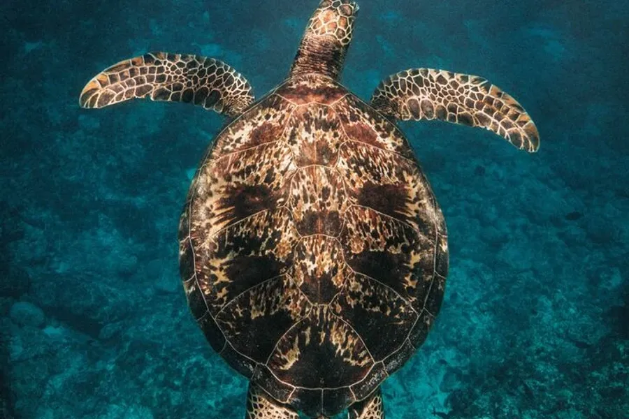 Back to Eden Snorkel Tour Turtle in Vanuatu