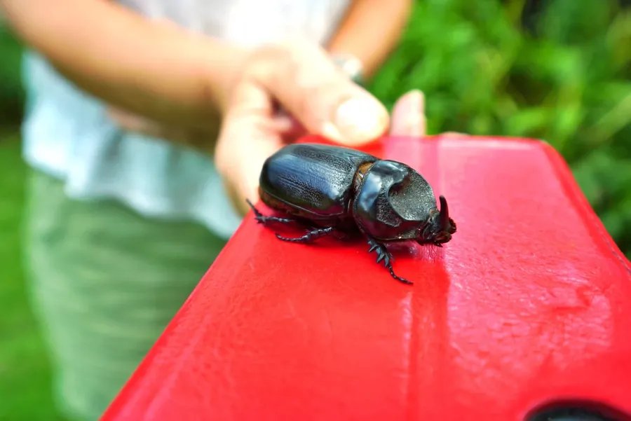 Beetle Insect Wildlife CREDIT VanuatuPocketGuide.com