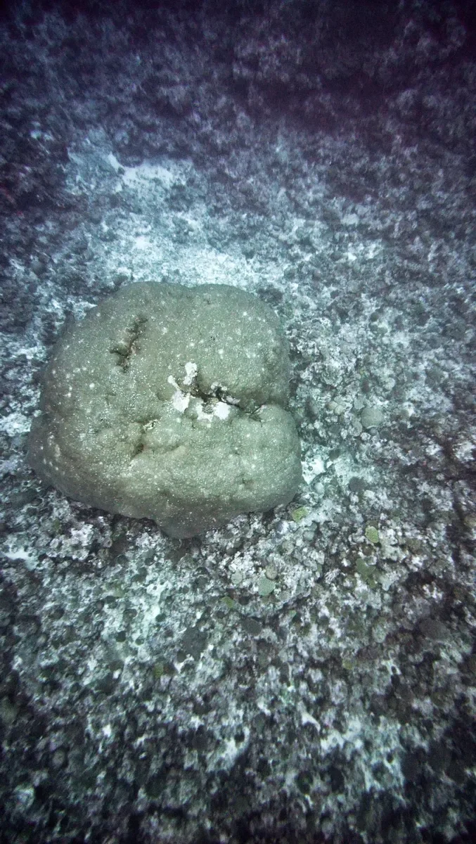 Big Momma Coral Head Scuba CREDIT AmericanSamoaPocketGuide.com