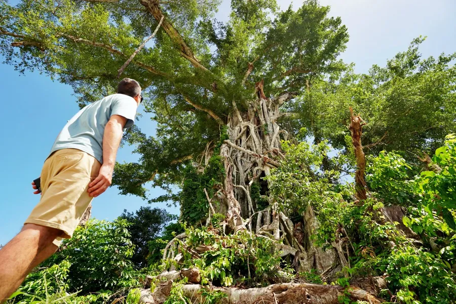 Bigfela Banyan Tree (1) CREDIT VanuatuPocketGuide.com