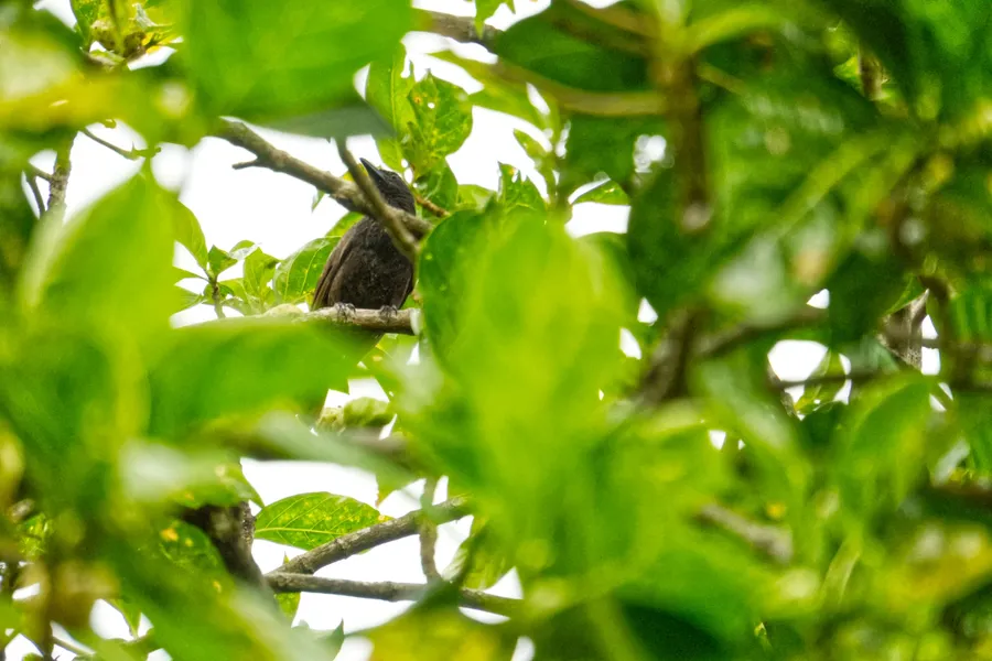 Bird Animal Wildlife Starling CREDIT AmericanSamoaPocketGuide.com