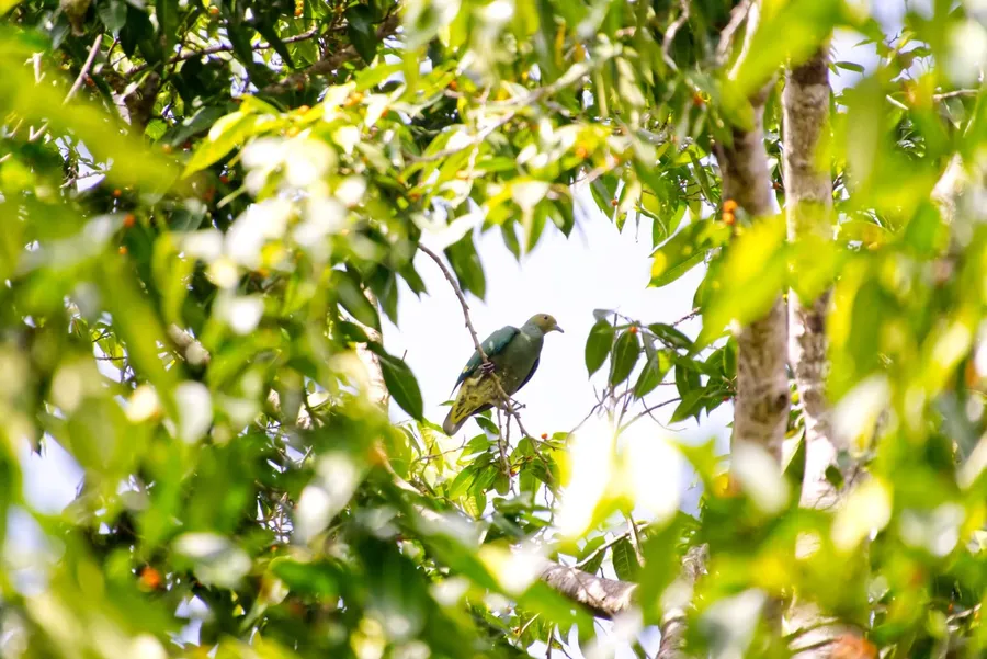 Bird Wildlife (1) CREDIT VanuatuPocketGuide.com
