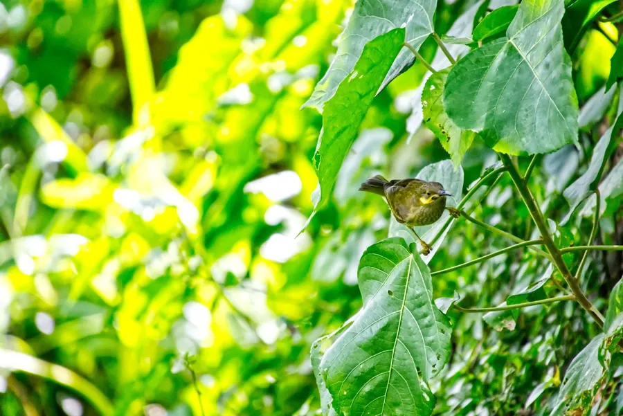 Bird Wildlife CREDIT WallisandFutunaPocketGuide.com