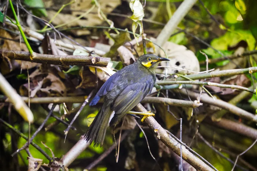Bird Wildlife Honeyeater wattle CREDIT AmericanSamoaPocketGuide.com