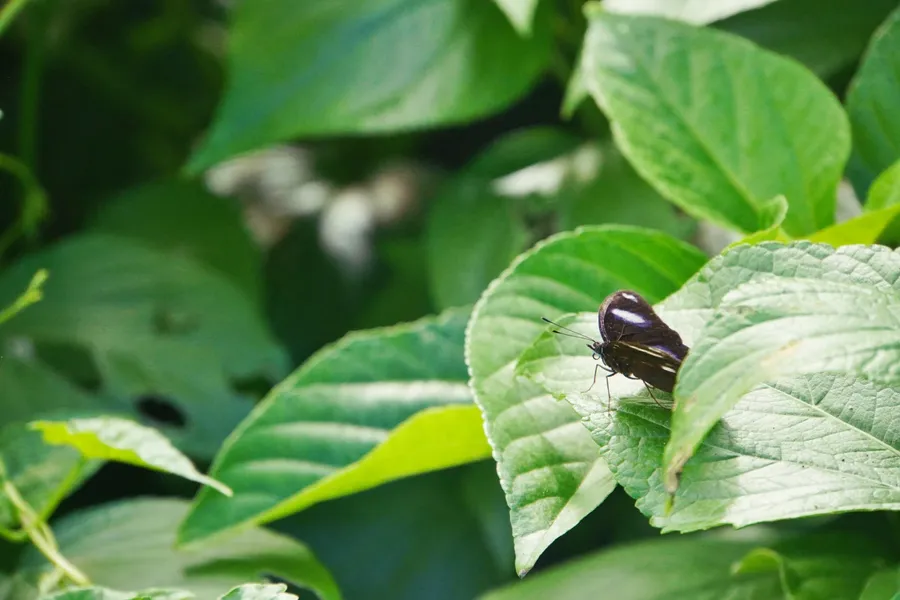 Butterfly Animal Wildlife CREDIT AmericanSamoaPocketGuide.com