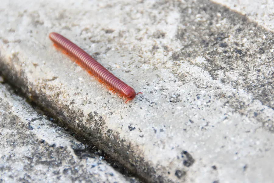 Centipede Insect Dangerous Animals Insects American Samoa