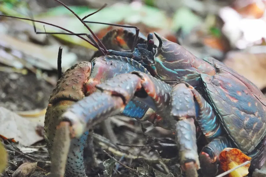 Coconut Crab Animal Wildlife CREDIT AmericanSamoaPocketGuide.com