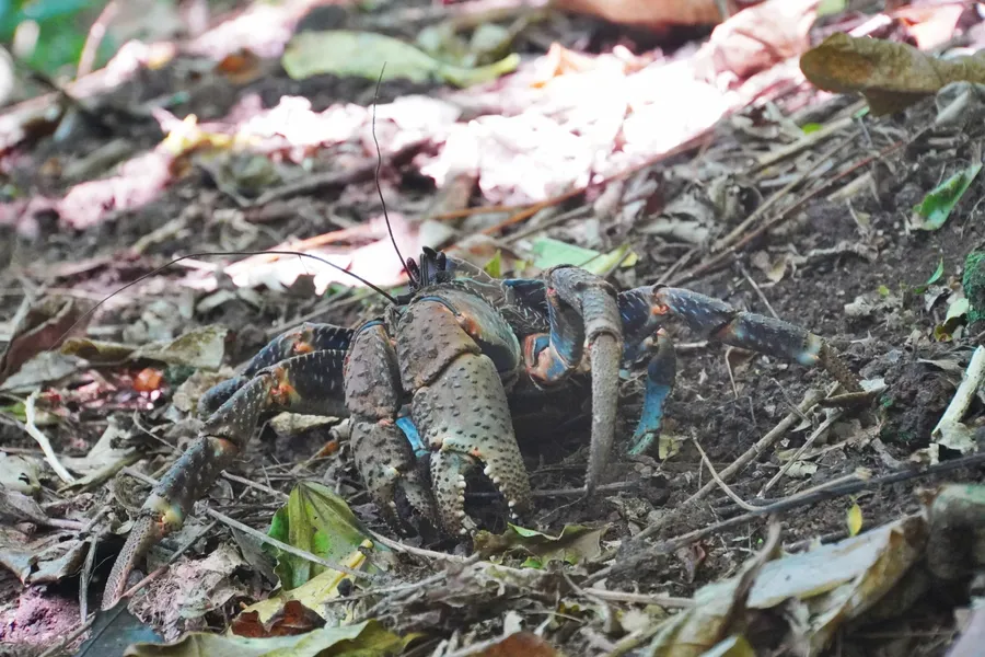 Coconut Crab Trail Walk Wildlife 1 CREDIT AmericanSamoaPocketGuide.com