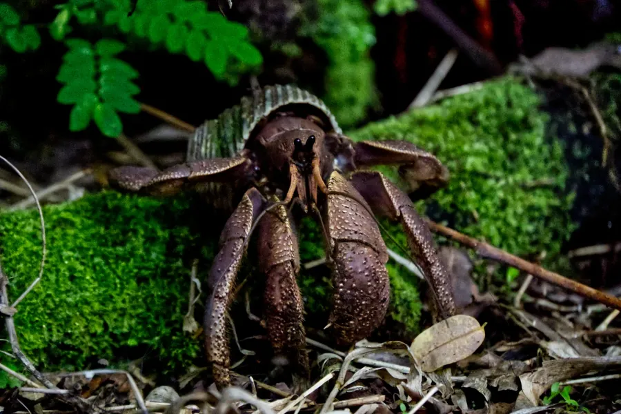 Coconut Crab Tutuila Wildlife Animal CREDIT AmericanSamoaPocketGuide.com