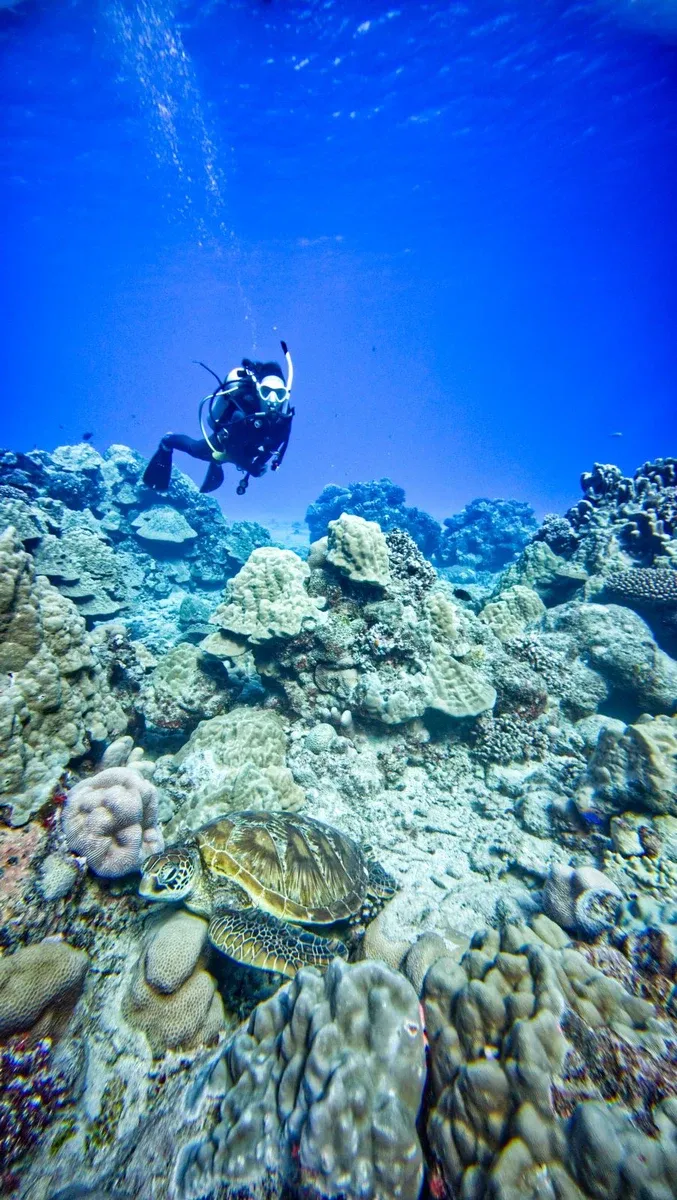 Dive Rarotonga Edna's Anchor Scuba (7) U CREDIT CookIslandsPocketGuide.com 1