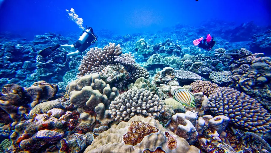 Dive Rarotonga Mataora Scuba Coral (2) U CREDIT CookIslandsPocketGuide.com 1