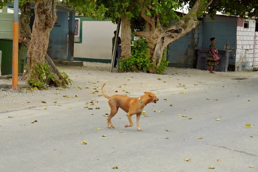 Dog Road Hazard Drive SE CREDIT MarshallIslandsPocketGuide.com