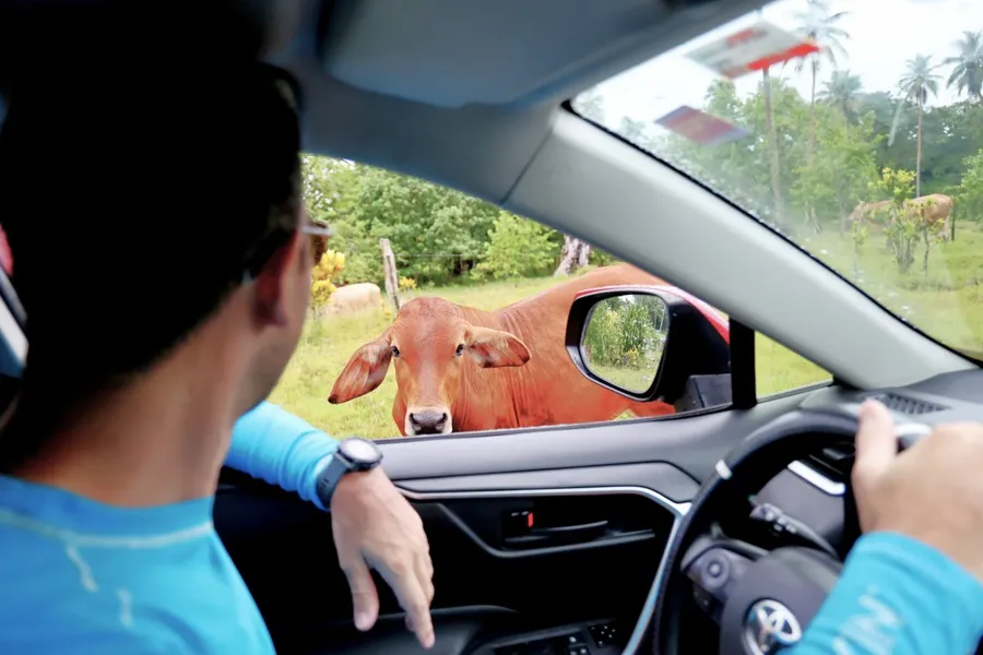 Driving Hazard Cow Road CREDIT VanuatuPocketGuide.com