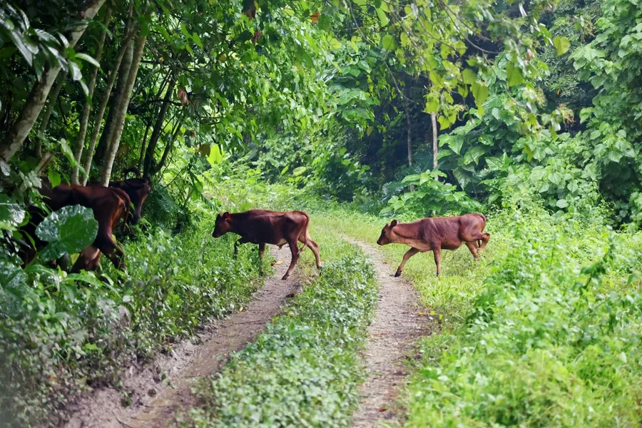 Driving Road Cows Hazards SE CREDIT VanuatuPocketGuide.com
