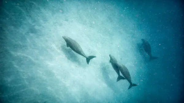 Dungongs Malog Wildlife 2 CREDIT VanuatuPocketGuide.com