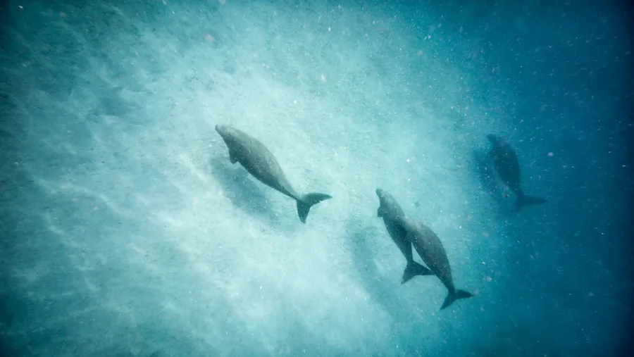 Dungongs Malog Wildlife 2 CREDIT VanuatuPocketGuide.com