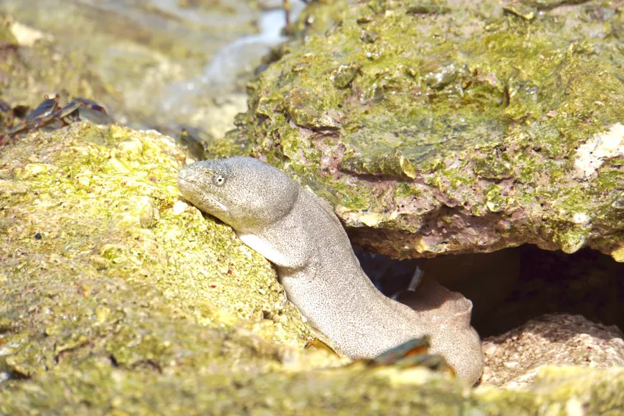 Eel Wildlife Animal CREDIT AmericanSamoaPocketGuide.com