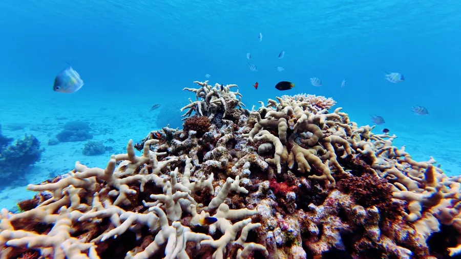 Eneko Snorkel Rain Coral Fish (2) U CREDIT MarshallIslandsPocketGuide.com