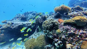 Evasion Bleue Scuba Coral Fish Landscape U CREDIT WallisandFutunaPocketGuide.com