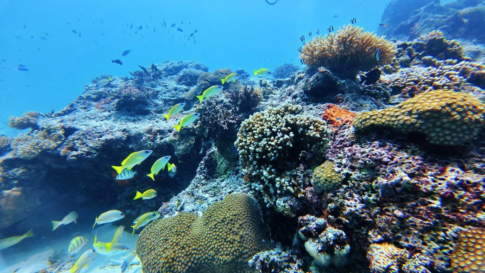 Evasion Bleue Scuba Coral Fish Landscape U CREDIT WallisandFutunaPocketGuide.com