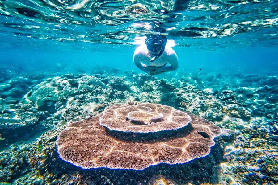 Fagasa Snorkel Coral CREDIT AmericanSamoaPocketGuide.com