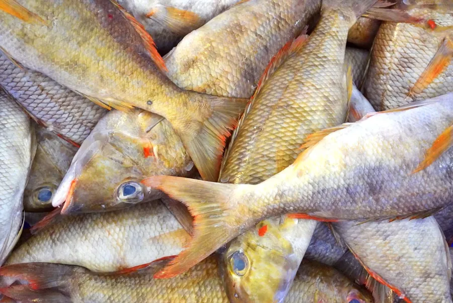 Fish Market (2) CUNL CREDIT MarshallIslandsPocketGuide.com