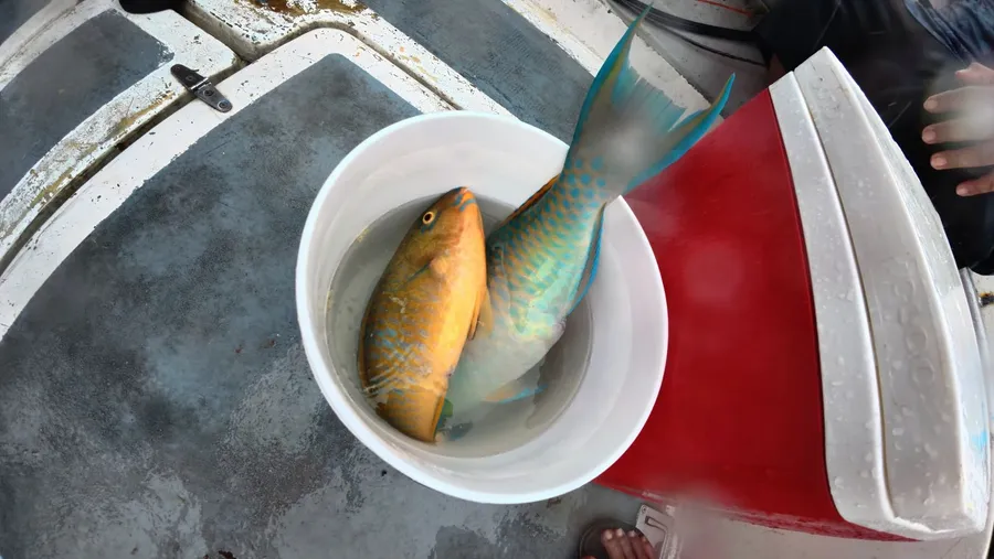 Fishing Salty Services Beven CUWL CREDIT MarshallIslandsPocketGuide.com