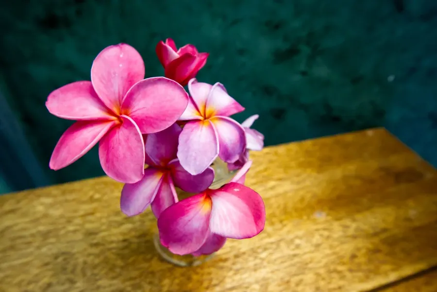 Flower Generic Bikendrik CREDIT MarshallIslandsPocketGuide.com