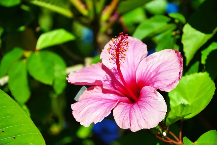 Flowers Generic (1) CUWL CREDIT MarshallIslandsPocketGuide.com