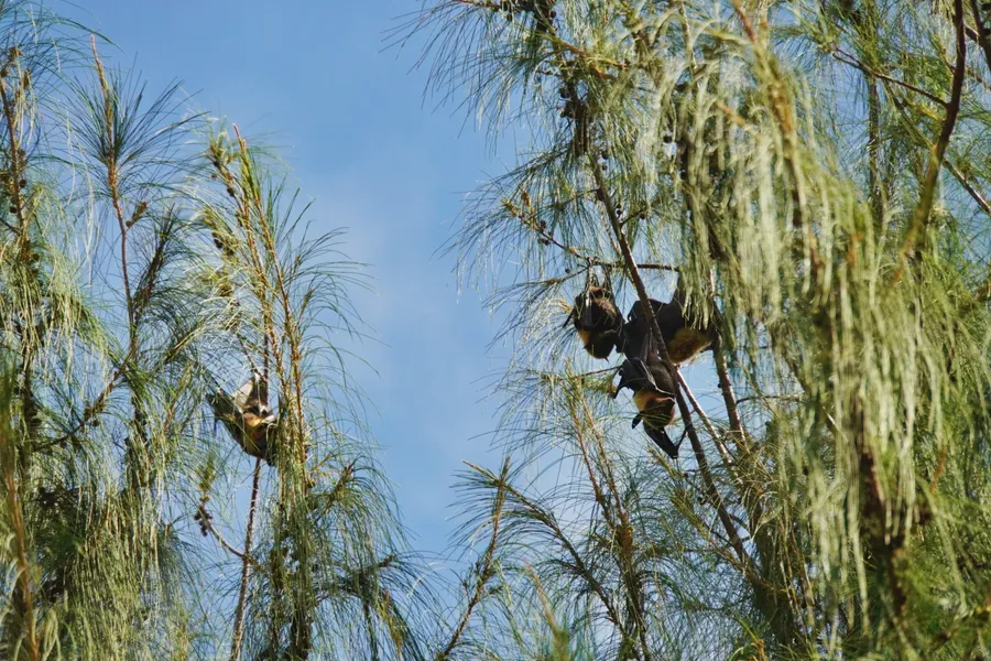 Flying Fox Bats Pe'a Fitiuta CREDIT AmericanSamoaPocketGuide.com