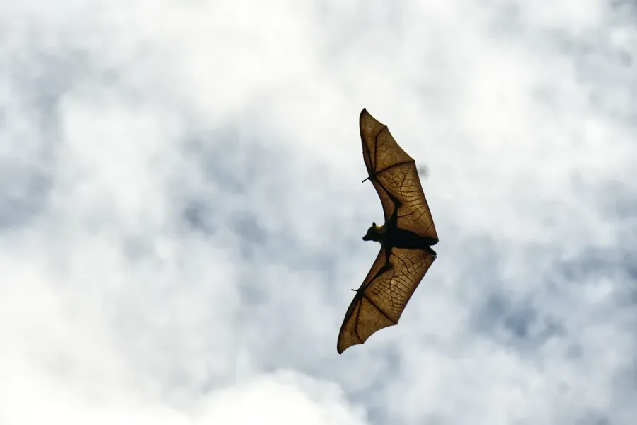 Fruit Bat Pe'a Flying Fox Animal Wildlife CREDIT AmericanSamoaPocketGuide.com