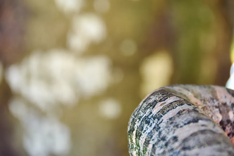 Generic Pacific Boa Snake