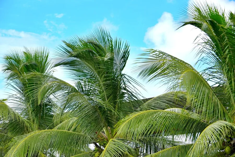 Generic Palm Tree Wind Weather SEB CREDIT MarshallIslandsPocketGuide.com