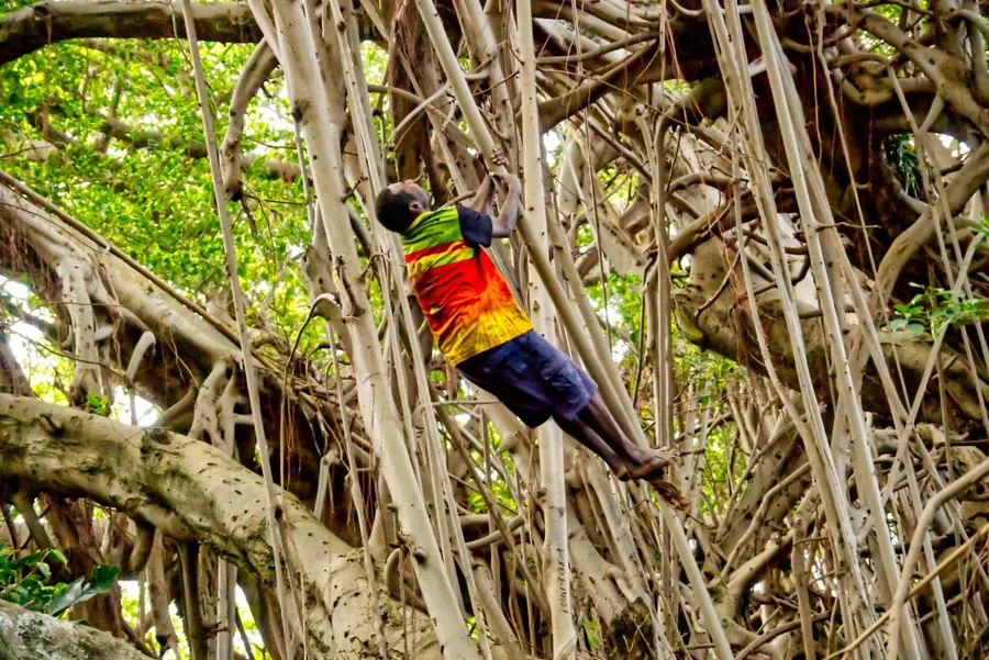 Giant Banyan Tree Tanna (13) CREDIT VanuatuPocketGuide.com