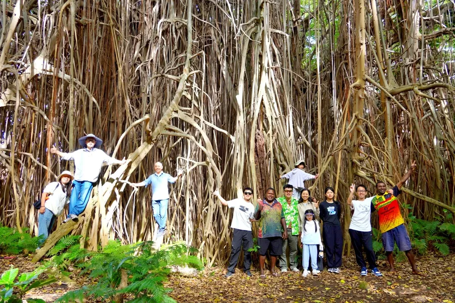Giant Banyan Tree Tanna (15) SEB CREDIT VanuatuPocketGuide.com