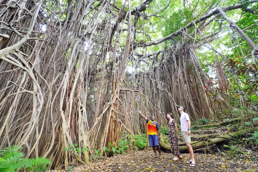 Giant Banyan Tree Tanna (3) SEB CREDIT VanuatuPocketGuide.com