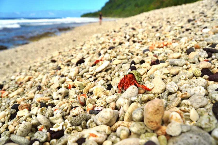 Hermit Crab Beach CREDIT AmericanSamoaPocketGuide.com