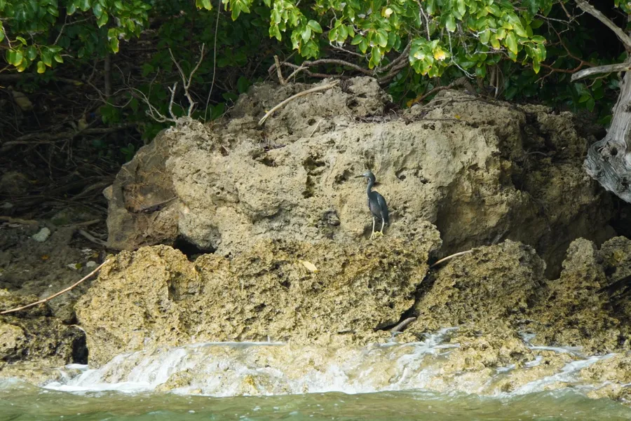 Heron Wildlife Moso Island Day Tours CREDIT VanuatuPocketGuide.com
