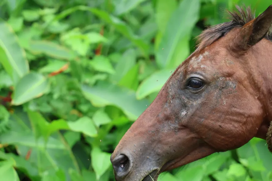 Horse BNCC CREDIT VanuatuPocketGuide.com