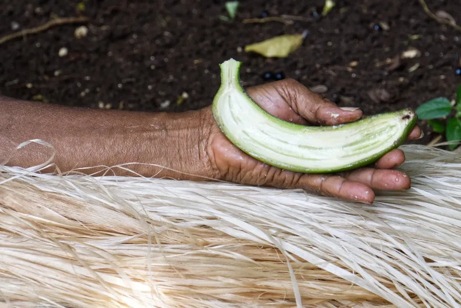 Jiarofa Culture Village Banana Food Blue Cheese CREDIT VanuatuPocketGuide.com