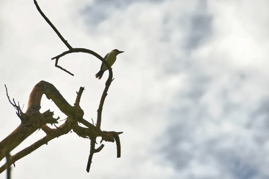 Kingfisher Bird Animal Wildlife CREDIT AmericanSamoaPocketGuide.com