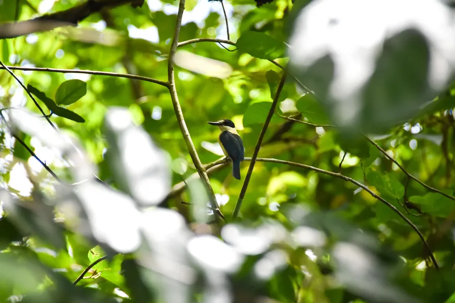 Kingfisher Bird Wildlife Animal 2