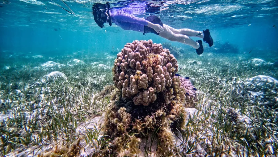 Laura Beach Snorkel Landscape (1) CREDIT MarshallIslandsPocketGuide.com