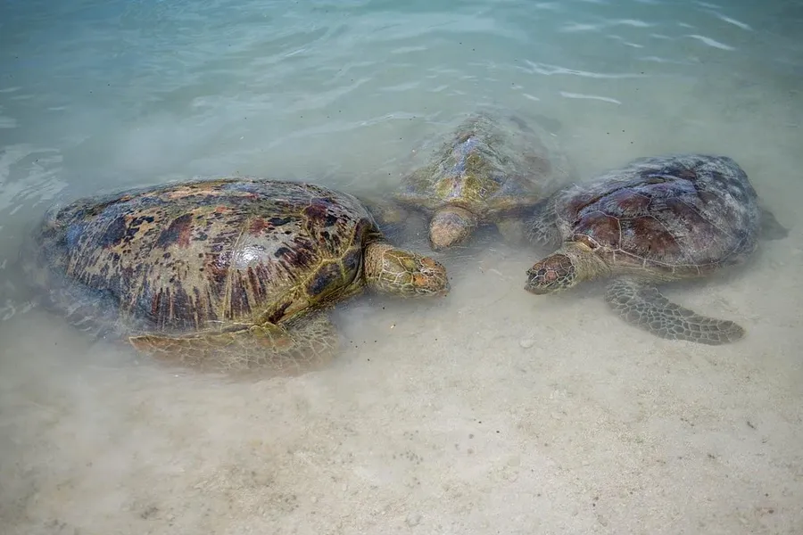 Lavanua Tours & Transfers