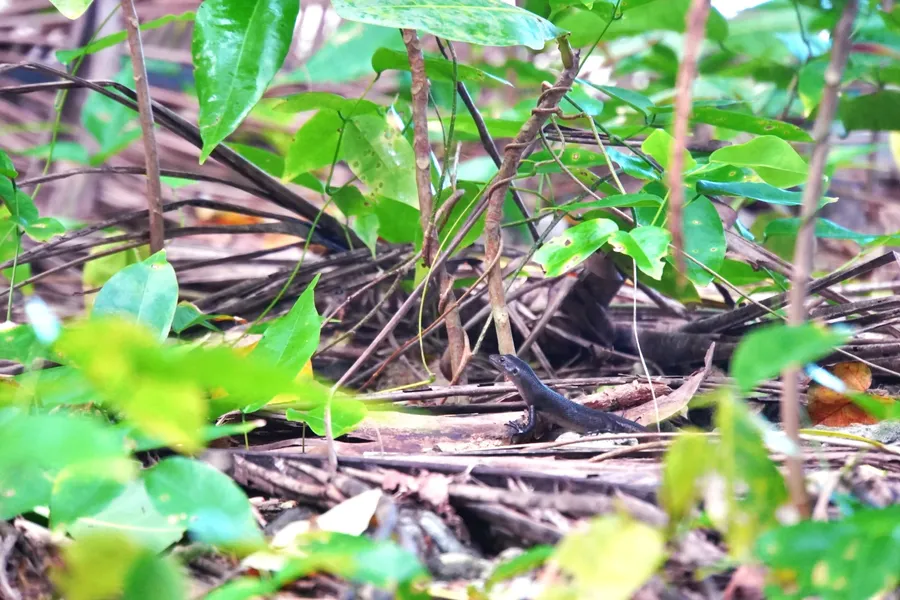 Lizard Animal Wildlife CREDIT AmericanSamoaPocketGuide.com 1