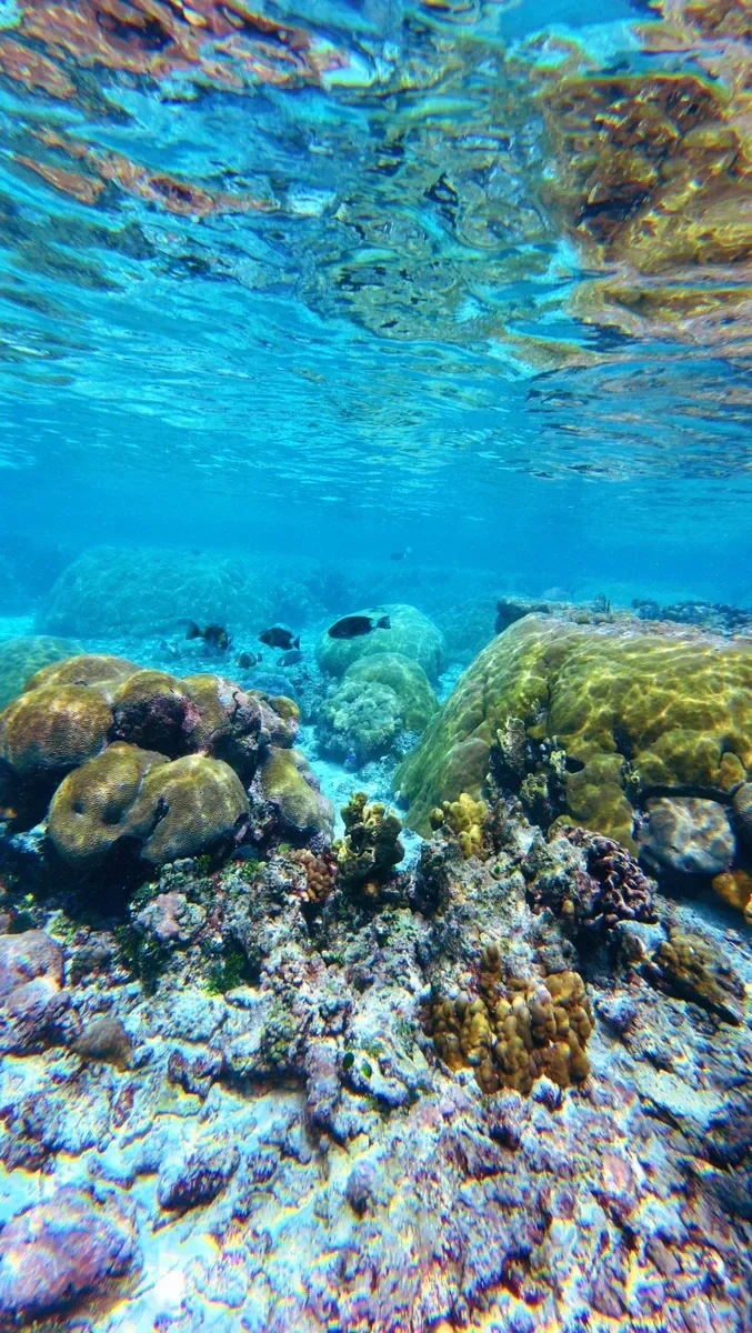 Mafafa Snorkel Fish Coral 1 CREDIT AmericanSamoaPocketGuide.com