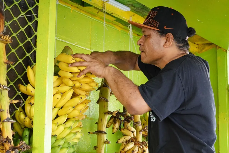 Misco Market Banana Shopping BNCC CREDIT MarshallIslandsPocketGuide.com