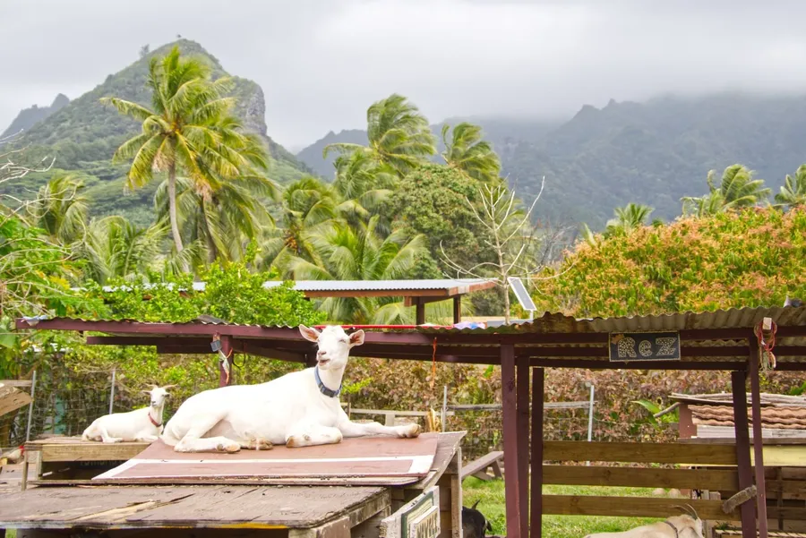 Mum's Goat Cafe Raro 2 CREDIT CookIslandsPocketGuide.com